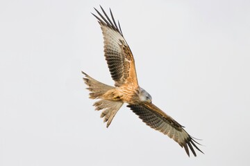 Red Kite in flight (Milvus Milvus)