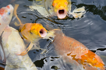 goldfish in a pond