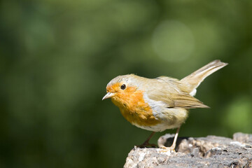 Robin Perched with a clean background