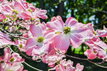 Pink Dogwood Tree