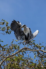 Grey Heron in tree, Kushiro, Hokkaido, Japan