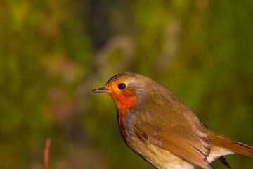 Robin Perched with a clean background