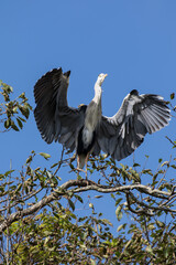 Grey Heron in tree, Kushiro, Hokkaido, Japan