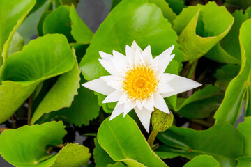 White waterlily at pond