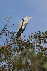 Grey Heron in tree, Kushiro, Hokkaido, Japan
