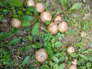The family of edible mushrooms grows in a sunny meadow.