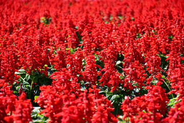 red and white flowers
