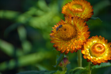 orange flower in the garden