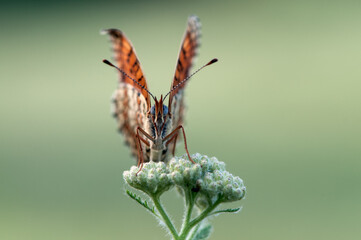 Melitaea butterfly on a  flower in the morning dries its wings from dew