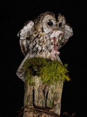 Tawny Owl (Strix aluco) Perched at night