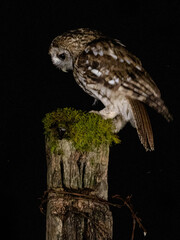 Tawny Owl (Strix aluco) Perched at night