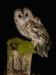 Fototapeta premium Tawny Owl (Strix aluco) Perched at night