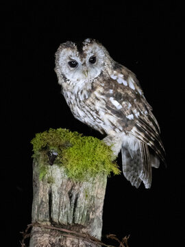 Tawny Owl (Strix aluco) Perched at night