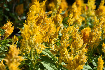 close up of yellow flowers