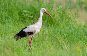 White stork, Ciconia ciconia. On a May morning, a bird walks through the meadow in search of food.