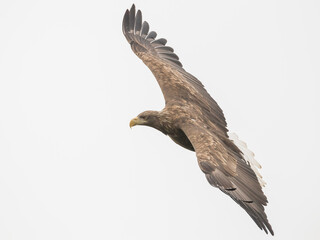 White Tailed Eagle (Haliaeetus albicilla), in flight, Scotland, UK