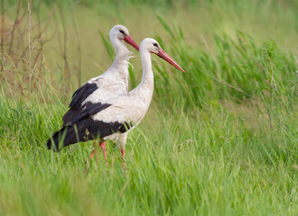 Obraz na płótnie Canvas White stork, Ciconia ciconia. Two birds stand in the tall grass