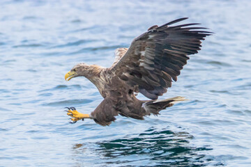 White Tailed Eagle (Haliaeetus albicilla), in flight, Scotland, UK