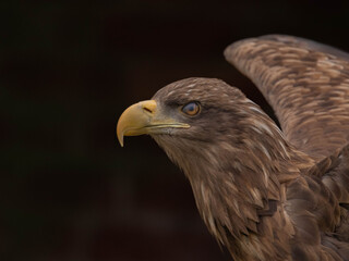 White Tailed Eagle (Haliaeetus albicilla)