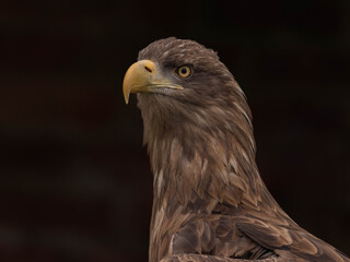 White Tailed Eagle (Haliaeetus albicilla)