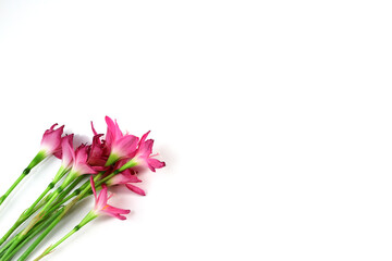 Pink flowers isolated on white