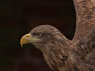White Tailed Eagle (Haliaeetus albicilla)