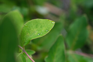 Water drops on a green leaf