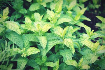 close up of green leaves