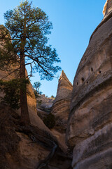 Ponderosa Pine Between Cone Shaped Hoodoos Above The Tent Rocks Trail,Kasha-Katuwe Tent Rocks National Monument, New Mexico,USA