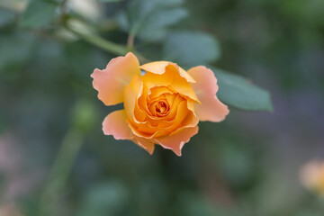 Spring outdoor blooming full bloom rose closeup，Rosa cultivars Floribunda
