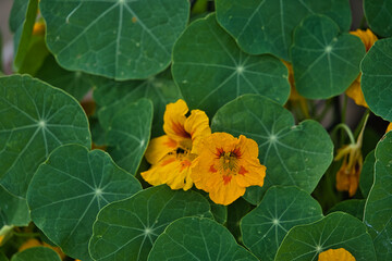 Orangene Blüten einer Kapuzinerkresse mit grünen Blättern