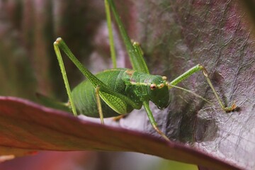 Speckled bush cricket hunting on red leaves