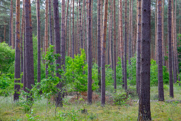 Obraz premium Waldkiefern (Pinus sylvestris) Müritz, Deutschland, Europa