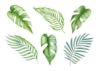 Exotic monstera and palm leaf watercolor set. Hand drawn botanical high quality tropical leaves illustration. Green lush floral elements isolated on white background. Elegant palm and monstera decor © anitapol