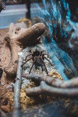 spider on a stone