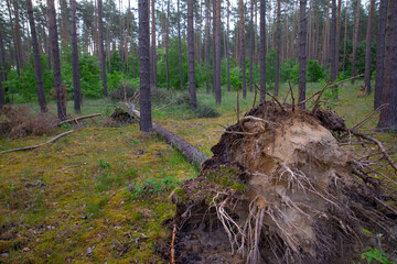 Waldkiefern (Pinus sylvestris) M&uuml;ritz, Deutschland, Europa