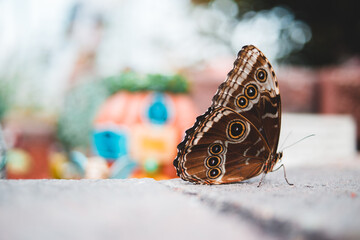 Naklejka premium Brightly coloured butterfly on a leaf