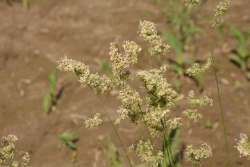 Dactylis glomerata, also known as cock's foot, orchard grass, or cat grass
