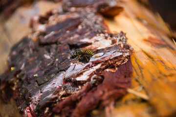 a wasp on the bark of a freshly felled tree