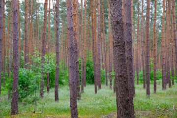Waldkiefern (Pinus sylvestris) Müritz, Deutschland, Europa