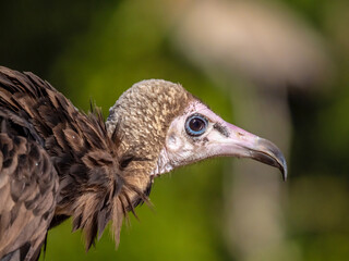 Close up on the head of a hooded vulture