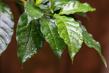 Droplets of water on leaves with use of selective focus