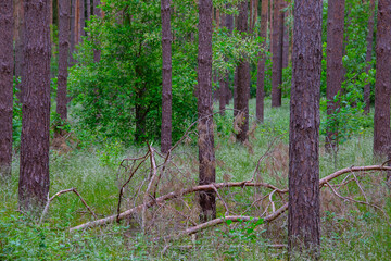 Waldkiefern (Pinus sylvestris) Müritz, Deutschland, Europa