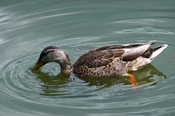 A duck swims in the water at Constitution Gardens in Washington, D.C. on Aug. 24, 2019.