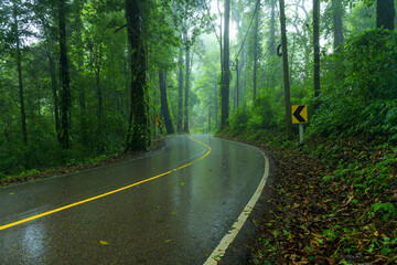 Obraz premium View asphalt road in the rainforest