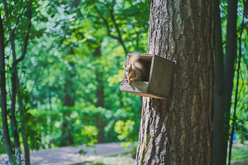 squirrel in the birdhouse