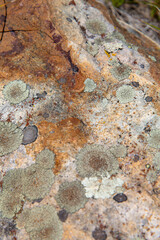 Close-up of moss on a wild rock