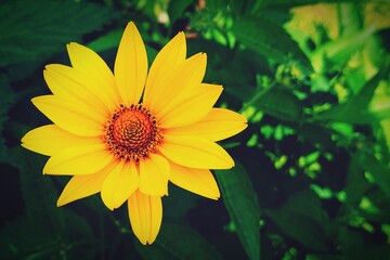 yellow flower in the garden