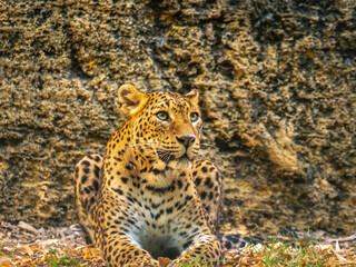 Close up on the head of a jaguar