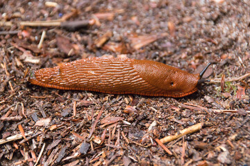 a slug on the curse